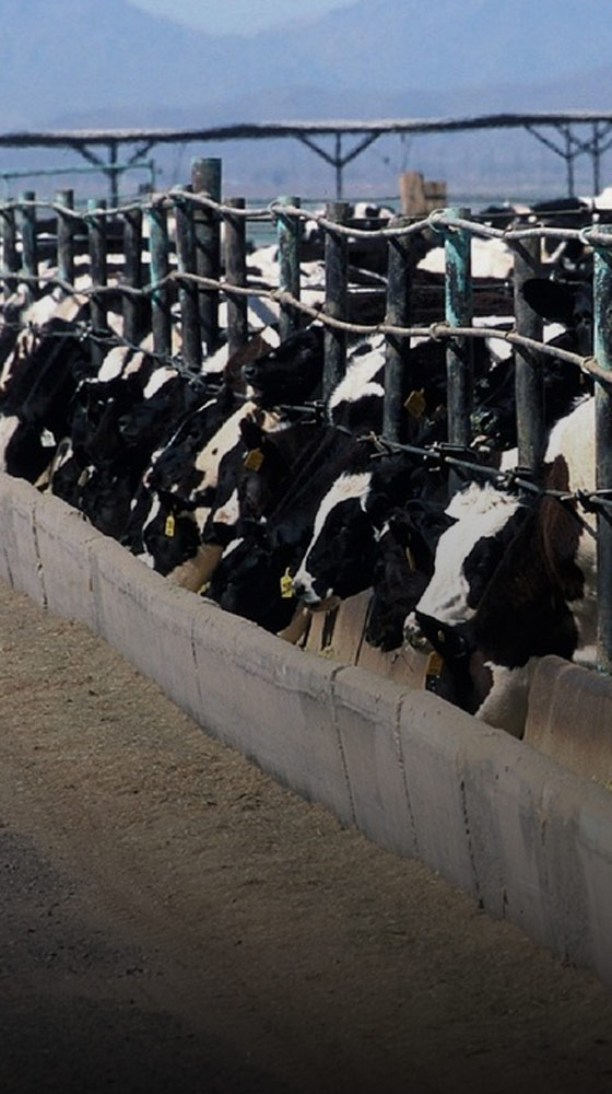 A herd of cattle wait to be fed
